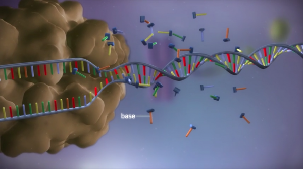 从DNA到蛋白质